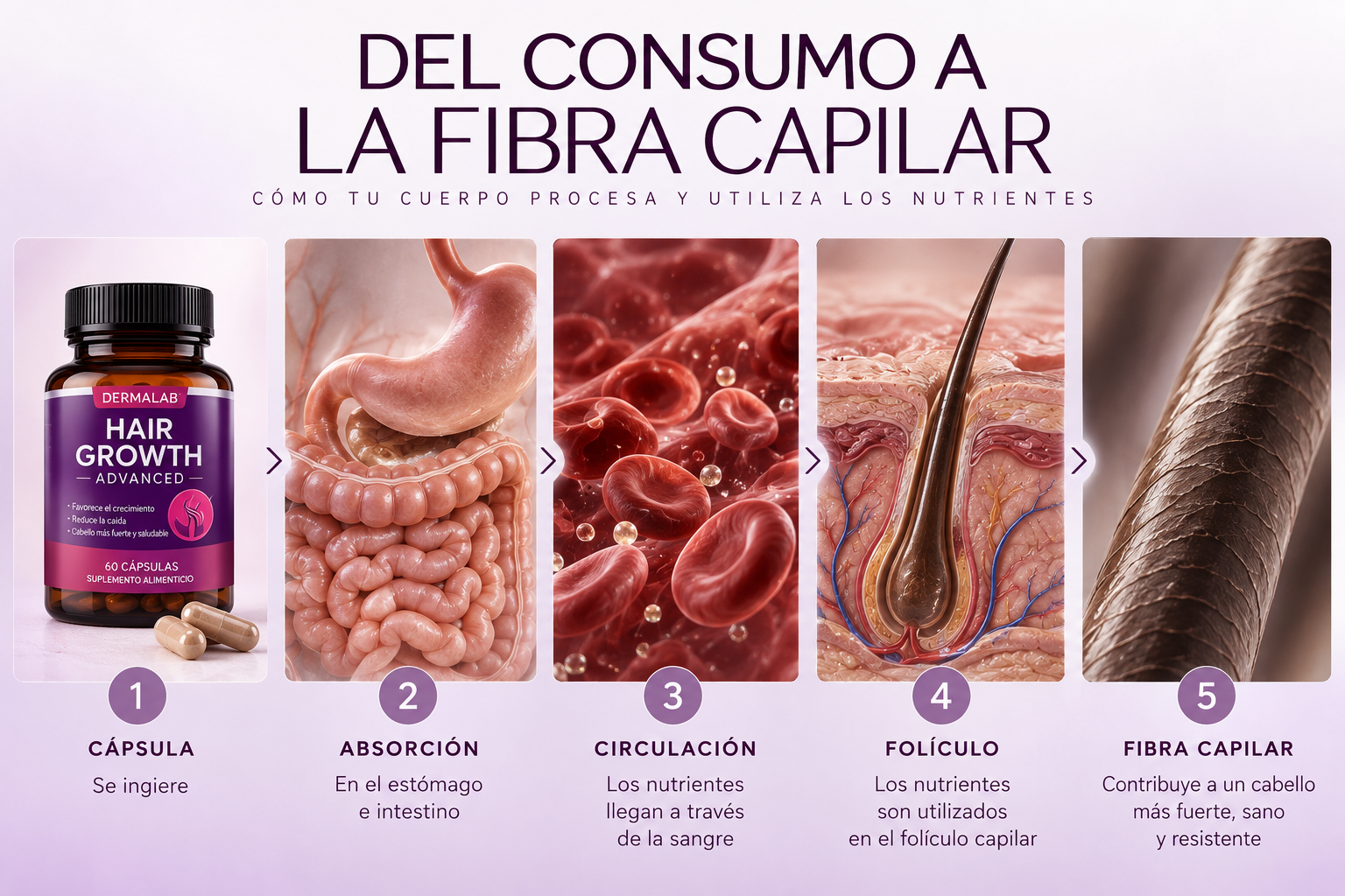 ¿Cómo llega la biotina a tu cabello?